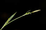 Broadleaf sedge